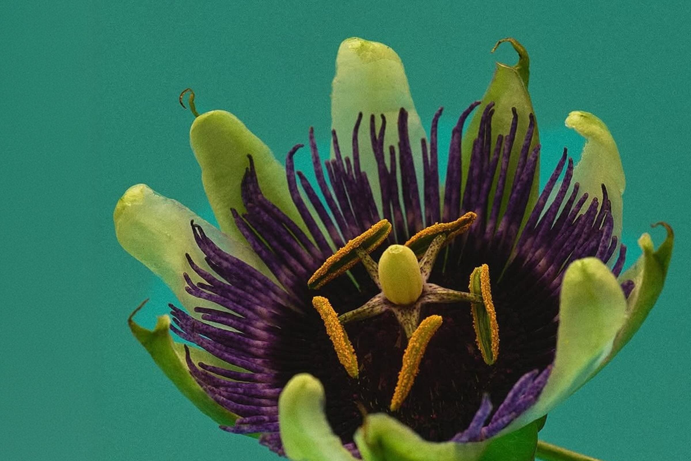 best herbs for sleep